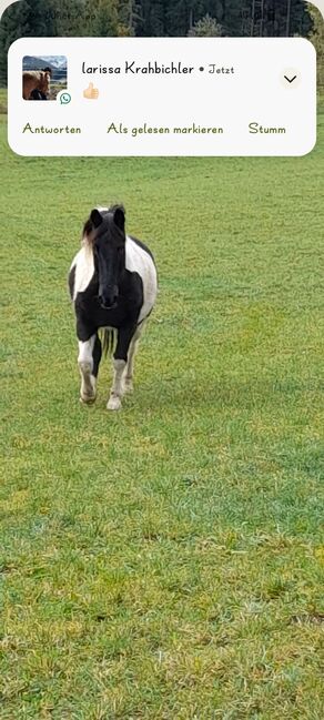 Winnetou sucht, Christiane Nothdurfter , Horses For Sale, Bramberg Am Wildkogel, Image 2