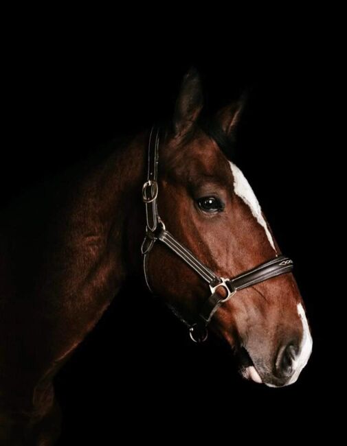 „Winning Legend – 172cm Wallach, Dressur A-L, Springen A, brav, gesund, inkl. Zubehör“, Nadzieja Hebda, Horses For Sale, Herzogenrath