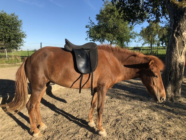 WINTEC Pro Feldmann Tölt CAIR Gangpferdesattel Dressursattel 17,5", Wintec Pro Feldmann, Eli, Icelandic Saddle, Häuseln am Holz, Image 17