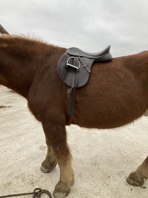 Wintec Wide braun, Wintec  Wide , Wibmer Luisa, All Purpose Saddle, Pförring , Image 3