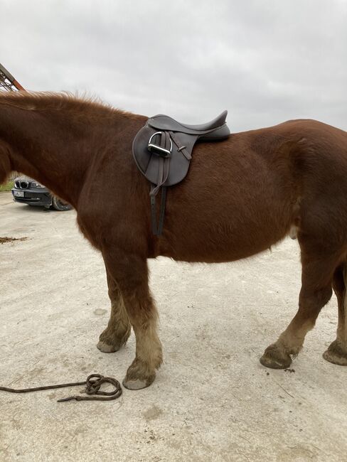 Wintec Wide braun, Wintec  Wide , Wibmer Luisa, All Purpose Saddle, Pförring 