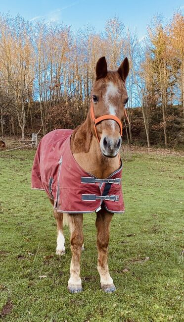 Winterdecke Regendecke 145cm, Kantrie, Severina Nüsse, Horse Blankets, Sheets & Coolers, Duderstadt, Image 2