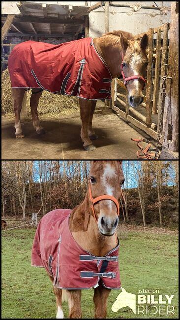 Winterdecke Regendecke 145cm, Kantrie, Severina Nüsse, Horse Blankets, Sheets & Coolers, Duderstadt, Image 3