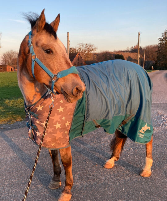 Winterdecke 155 cm von Appaloosa, Pro West Winterdecke gefüttert regendicht , Ulrike Alpmann, Pferdedecken, Ratingen, Abbildung 3