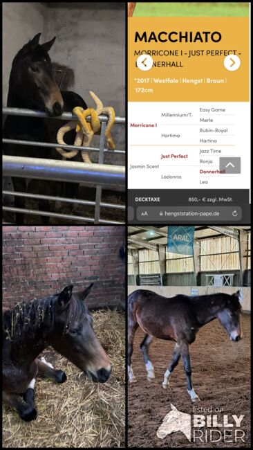 Wunderbarer 2 jähriger Oldenburger Wallach, Jessica  Kreuels-Kiefer, Horses For Sale, Dollart, Image 8