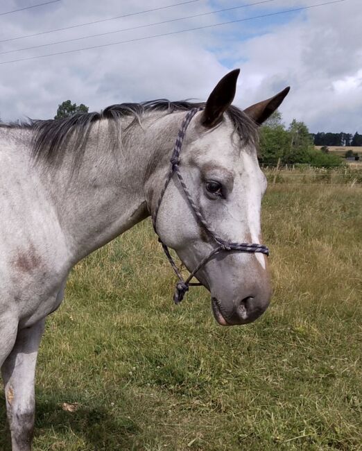 Wunderbare 4 jährige ApHC Stute, A. Gößler, Horses For Sale, Morbach, Image 3