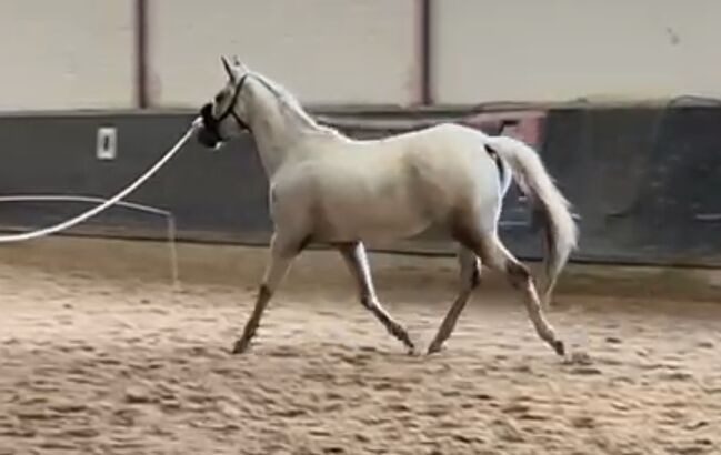 Wunderbare 4 jährige ApHC Stute, A. Gößler, Horses For Sale, Morbach, Image 8