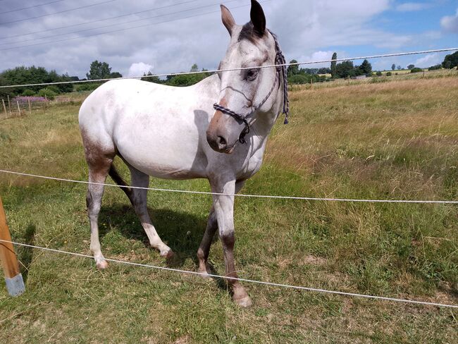 Wunderbare 4 jährige ApHC Stute, A. Gößler, Horses For Sale, Morbach, Image 12