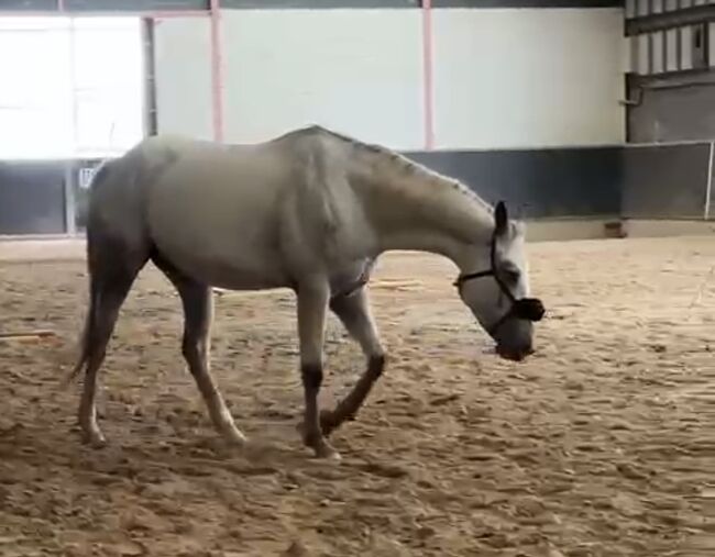 Wunderbare 4 jährige ApHC Stute, A. Gößler, Horses For Sale, Morbach, Image 13