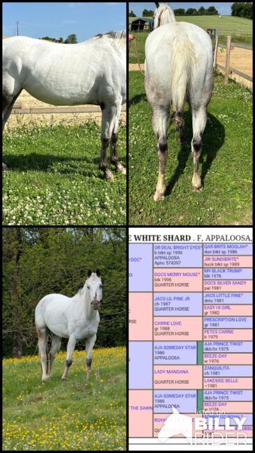 Wunderbare 5 jährige ApHC Stute, A. Gößler, Horses For Sale, Morbach, Image 15