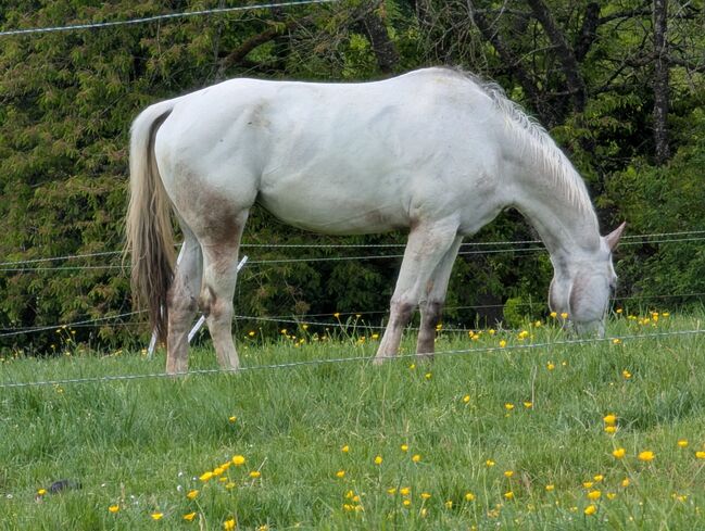 Wunderbare 5 jährige ApHC Stute, A. Gößler, Horses For Sale, Morbach, Image 12