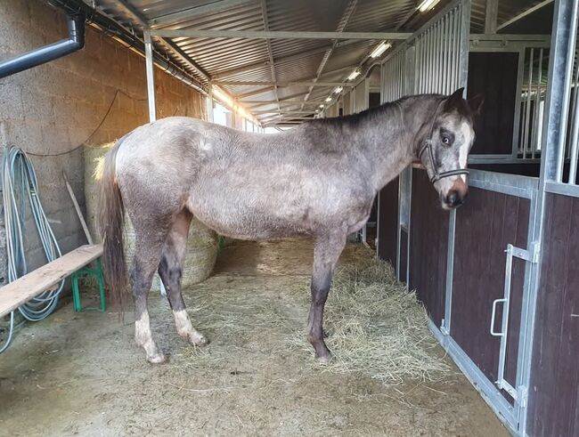 Wunderbare 5 jährige ApHC Stute, A. Gößler, Horses For Sale, Morbach, Image 17