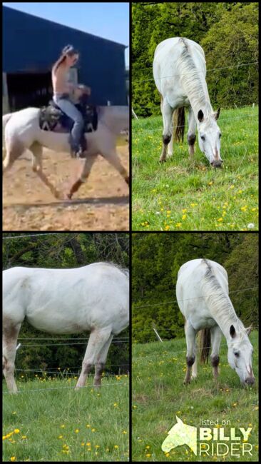 Wunderbare 5 jährige ApHC Stute, A. Gößler, Horses For Sale, Morbach, Image 21