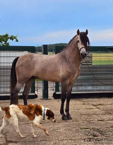 Wundervoller barocker PRE Hengst im alten Typ stehend, Thomas Adams (Caballos PRE), Horses For Sale, Bell, Image 5