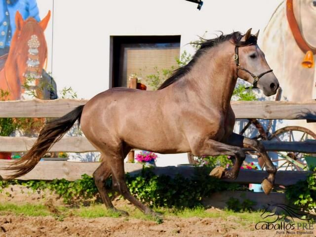 Wundervoller barocker PRE Hengst im alten Typ stehend, Thomas Adams (Caballos PRE), Horses For Sale, Bell, Image 10