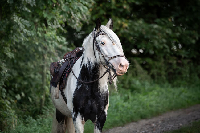 wundervoll und lieber irish cob wallach, Betty, Horses For Sale, Tragwein, Image 6