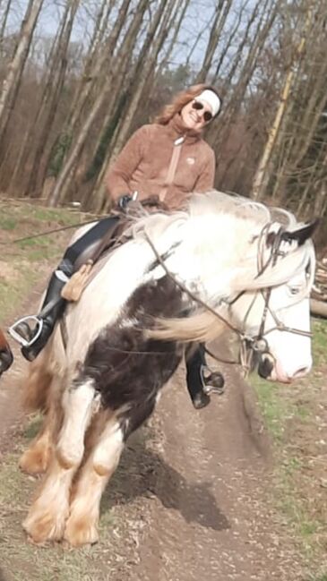 wundervoll und lieber irish cob wallach, Betty, Horses For Sale, Tragwein, Image 5