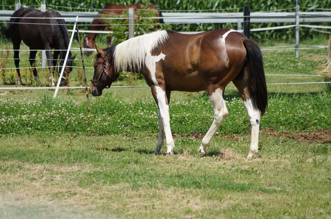 Wundervolle Paint Horse Nachwuchsstute von Aint It The Blues, Kerstin Rehbehn (Pferdemarketing Ost), Horses For Sale, Nienburg, Image 2