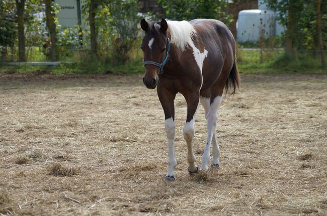 Wundervolle Paint Horse Nachwuchsstute von Aint It The Blues, Kerstin Rehbehn (Pferdemarketing Ost), Horses For Sale, Nienburg, Image 5