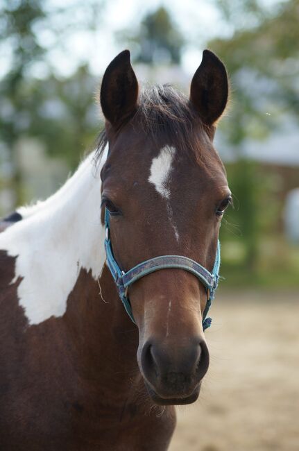 Wundervolle Paint Horse Nachwuchsstute von Aint It The Blues, Kerstin Rehbehn (Pferdemarketing Ost), Horses For Sale, Nienburg, Image 8