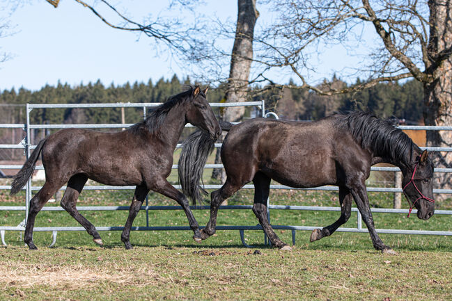 Wunderhübsche PRE Stute, Nováková , Horses For Sale, Nova Bystrice , Image 3