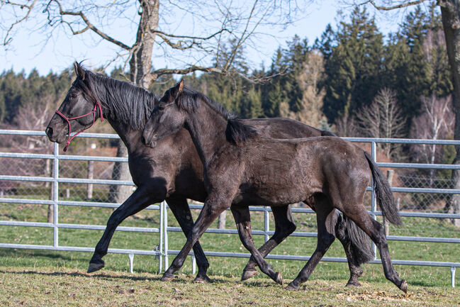 Wunderhübsche PRE Stute, Nováková , Horses For Sale, Nova Bystrice , Image 4