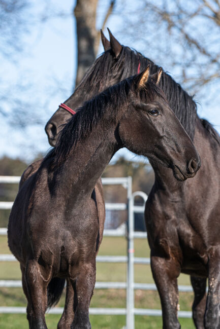 Wunderhübsche PRE Stute, Nováková , Horses For Sale, Nova Bystrice , Image 10