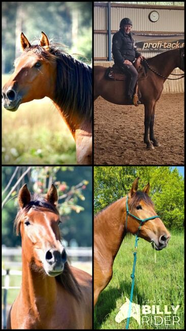 Wundervolle PRE Stute, Kerstin Rehbehn (Pferdemarketing Ost), Horses For Sale, Nienburg, Image 13