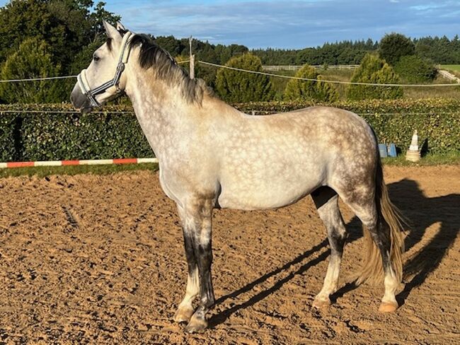 Wundervoller PRE-Mix-Wallach, Herzenspferd, 6 Jahre alt, Elke, Horses For Sale, Buchloes