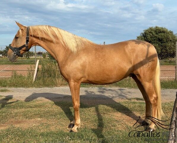Wundervoller PRE Palomino Wallach, Thomas Adams (Caballos PRE), Horses For Sale, Bell