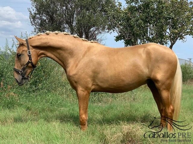Wundervoller PRE Palomino Wallach, Thomas Adams (Caballos PRE), Horses For Sale, Bell, Image 4