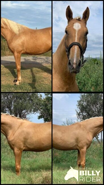 Wundervoller PRE Palomino Wallach, Thomas Adams (Caballos PRE), Horses For Sale, Bell, Image 5