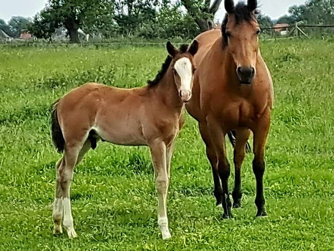 Wundervolles QH Hengstfohlen mit top Abstammung, Kerstin Rehbehn (Pferdemarketing Ost), Horses For Sale, Nienburg, Image 3