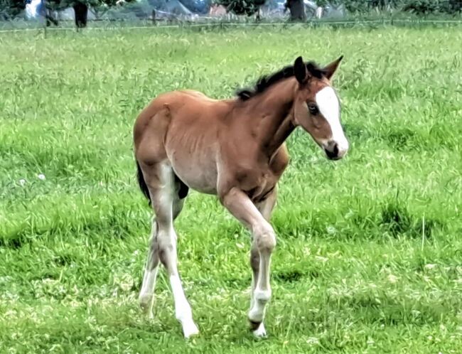 Wundervoller QH Hengst mit top Abstammung, Kerstin Rehbehn (Pferdemarketing Ost), Horses For Sale, Nienburg, Image 6