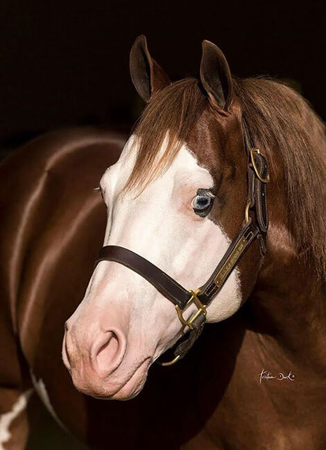 Wundervoller QH Hengst mit top Abstammung, Kerstin Rehbehn (Pferdemarketing Ost), Horses For Sale, Nienburg, Image 8