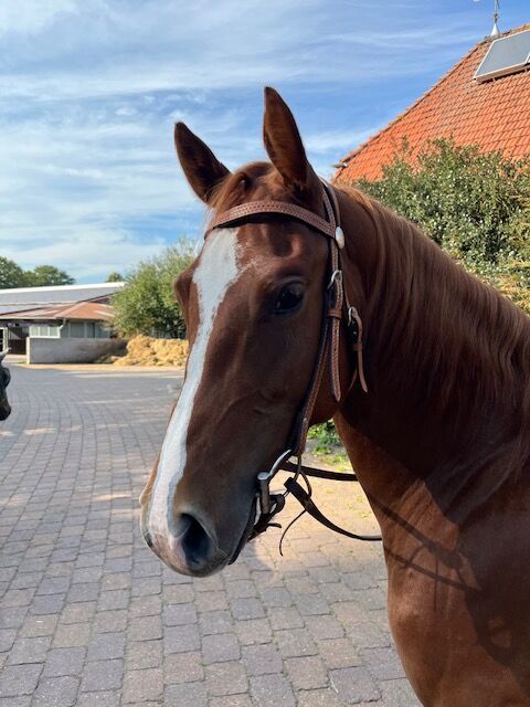 Wundervolle Quarter Horse Stute mit ganz lieben Wesen, Kerstin Rehbehn (Pferdemarketing Ost), Horses For Sale, Nienburg, Image 2