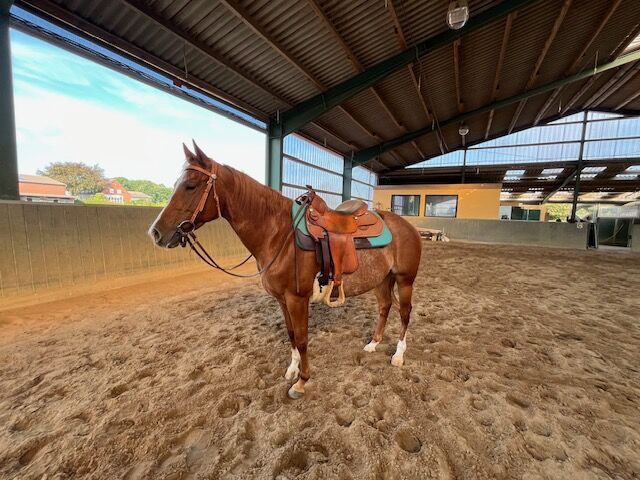 Wundervolle Quarter Horse Stute mit ganz lieben Wesen, Kerstin Rehbehn (Pferdemarketing Ost), Horses For Sale, Nienburg, Image 7