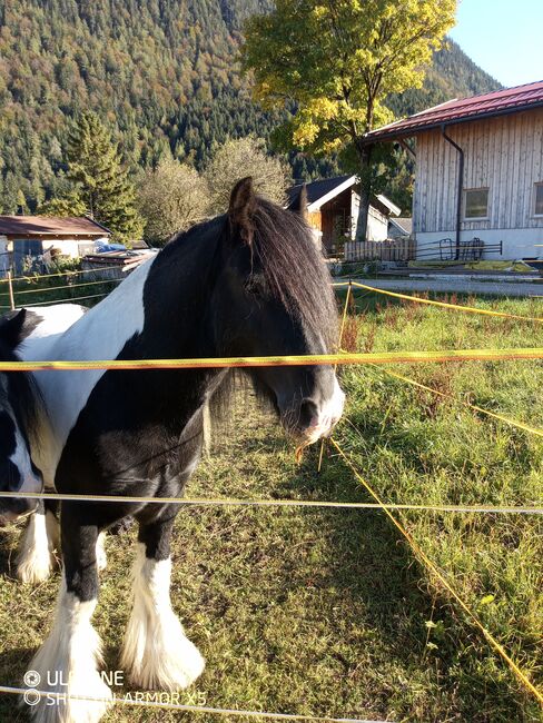 Wunder schöner Tinker Wallach sucht neues Zuhause, Maier Elisabeth, Horses For Sale, Mittenwald, Image 4