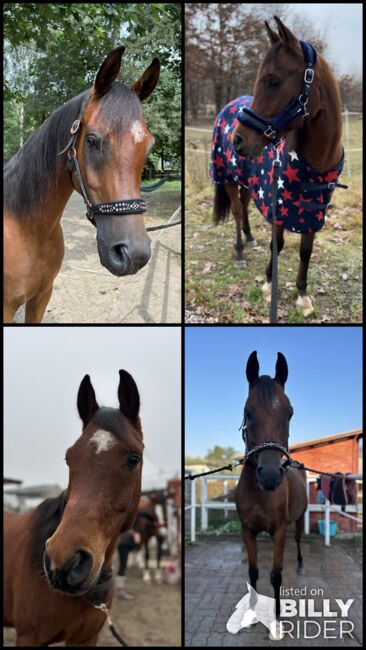 Cudowny młody wałach czystej krwi arabskiej na sprzedaż!, Patrycja, Horses For Sale, Warszawa, Image 11