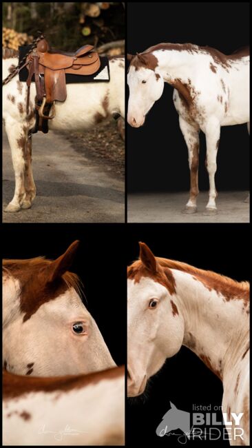 Wundervoll gezeichneter, unverbrauchter Paint Horse Wallach, Kerstin Rehbehn (Pferdemarketing Ost), Horses For Sale, Nienburg, Image 5
