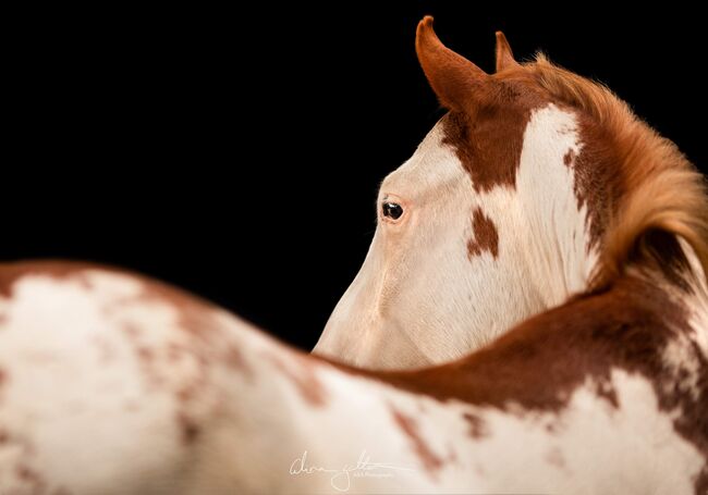 Wundervoll gezeichneter, unverbrauchter Paint Horse Wallach, Kerstin Rehbehn (Pferdemarketing Ost), Horses For Sale, Nienburg, Image 3