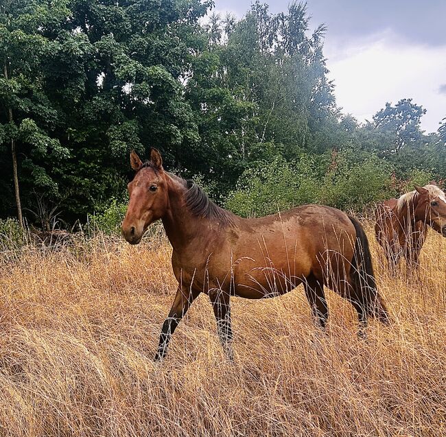 Darf‘s ein bisschen Barock sein? Andalusier PRE Spanier, Arlt, Horses For Sale, Ballenstedt , Image 3