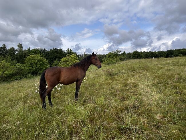 Darf‘s ein bisschen mehr Barock sein? PRE Andalusier Spanier, Arlt, Horses For Sale, Ballenstedt , Image 8