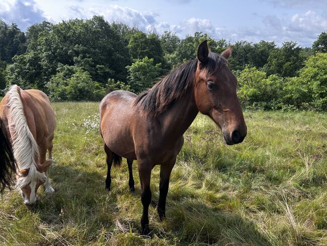 Darf‘s ein bisschen mehr Barock sein? PRE Andalusier Spanier, Arlt, Horses For Sale, Ballenstedt , Image 17