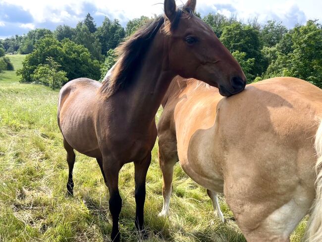 Darf‘s ein bisschen mehr Barock sein? PRE Andalusier Spanier, Arlt, Horses For Sale, Ballenstedt , Image 15