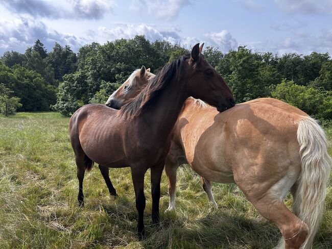 Darf‘s ein bisschen mehr Barock sein? PRE Andalusier Spanier, Arlt, Horses For Sale, Ballenstedt , Image 16