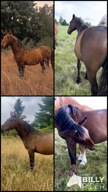 Darf‘s ein bisschen mehr Barock sein? PRE Andalusier Spanier, Arlt, Horses For Sale, Ballenstedt , Image 21