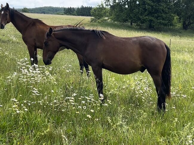 Darf‘s ein bisschen mehr Barock sein? PRE Andalusier Spanier, Arlt, Horses For Sale, Ballenstedt , Image 11