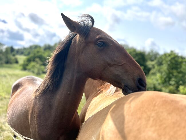 Darf‘s ein bisschen mehr Barock sein? PRE Andalusier Spanier, Arlt, Horses For Sale, Ballenstedt , Image 13
