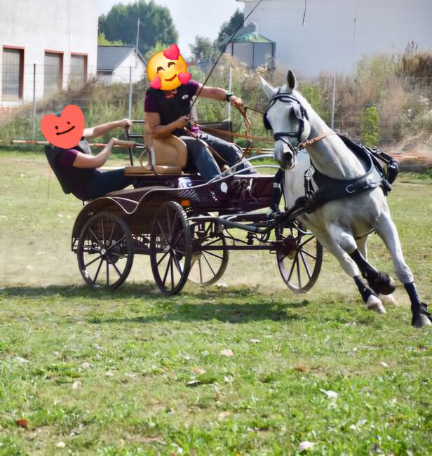 Marathon-/Geländekutsche mit Dressursitz, PEGASUS, H.C.S., Powozy konne, Förderstedt, Image 5